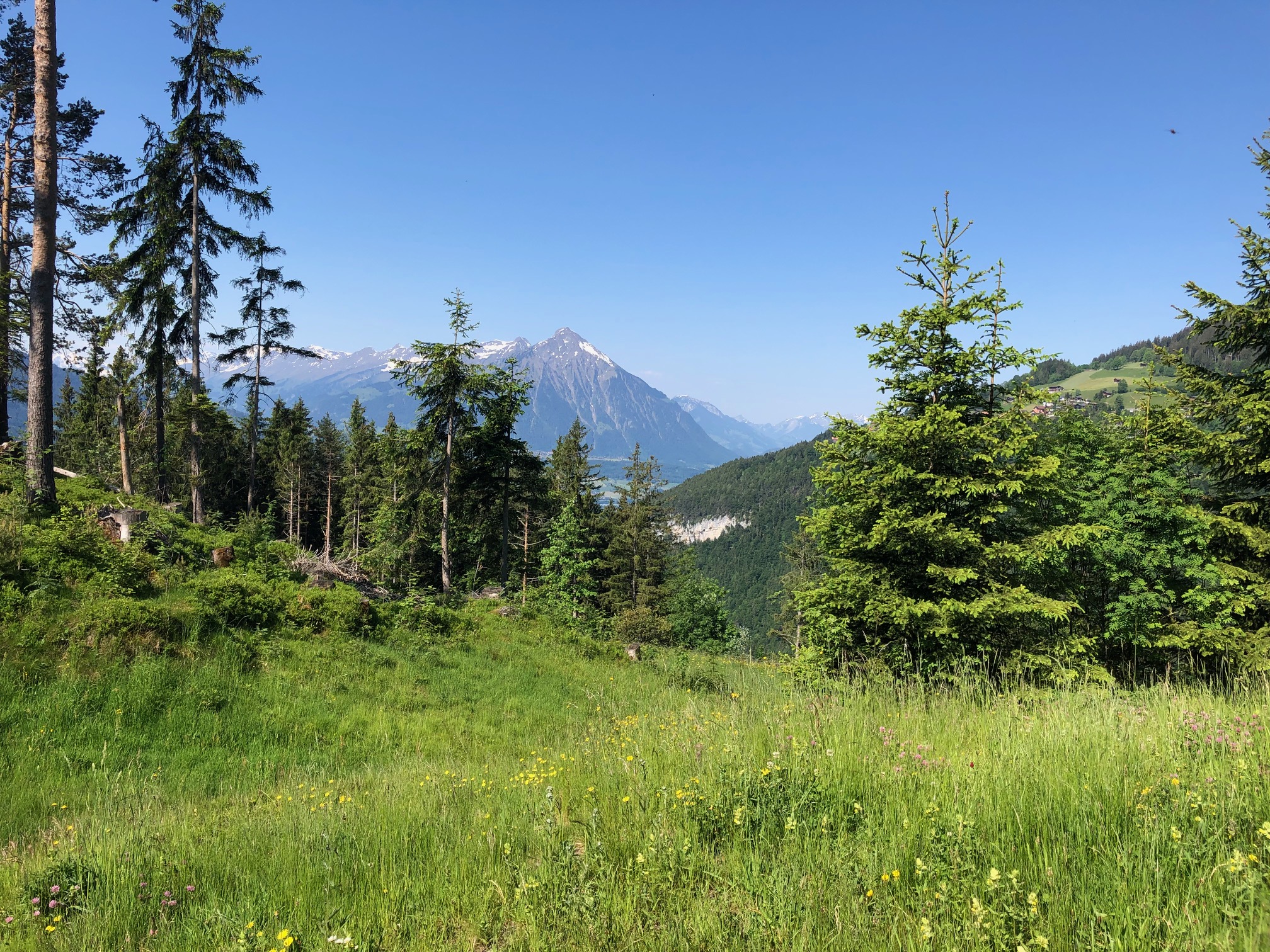 Bergwiese Schweizer Alpen — Oase der Ewigkeit